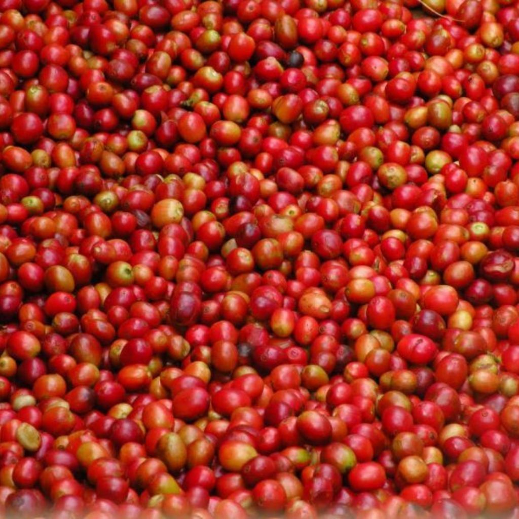 Malawi Ripe Coffee Cherries