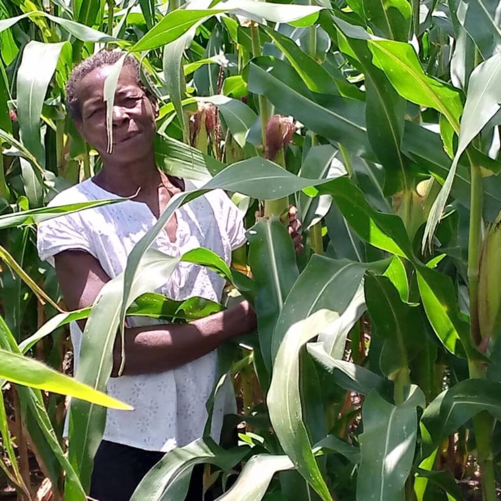 2021 02 Chinyama Nchima woman amongst maize